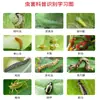 Inseticida Metilverminiforme Altamente Clorado para Árvores Frutíferas, Vegetais, Lagartas do Beterraba Açucareira, Lagartas da Repolho e Lagartas - Lista Completa de Pesticidas