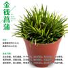 Rocalla de piedra Shangshui bonsái piedra absorbente planta planta verde semilla de hierba cálamo paisaje micro interior maceta musgo polvo de esporas