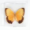 Adorno de mariposa real, alas de mariposa real, regalo de cumpleaños creativo para estudiantes, caja transparente