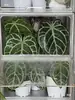 Caixa de Criação em Acrílico, Caixa Totalmente Transparente à Prova de Vento e Isolada, Caixa de Viveiro para Plantas Tropicais e Bonsai, Armário Doméstico para Aquecimento de Plantas