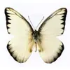 Especímenes Tridimensionales de Mariposas e Insectos Reales para la Educación Científica Infantil en Jardines de Infancia, con Alas Extendidas, Diseño de Estilo Fotográfico 1