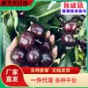 Una pieza de Ruso No. 8 plantones de cerezo injertados de cerezo ruso ocho son resistentes al frío en el sur y el norte