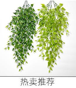 尖头罗叶