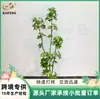 Planta en maceta de madera de pata de pato de simulación de alta gama decoración de interiores paisajismo madera borracha de caballo planta verde sala de estar sofá tocador adornos de suelo