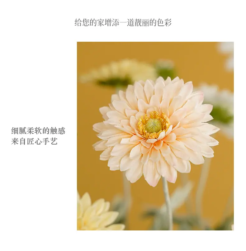 千羽4头发财菊_07.jpg