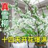 Flores Frescas Cortadas con Capullos de Xueliu, Flores Frescas Cultivadas en Agua, Directamente de la Base Floral de Yunnan, Plantas Verdes de Interior Fáciles de Cuidar