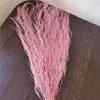 Hierba Barba de Dragón Flor Eterna Flor Seca Real Sueño de Yunnan Decoración Suave Materiales de Arte Fuegos Artificiales Hierba de Pelo Largo Decoración de Boda