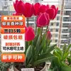 Bulbos de Tulipa Hidropônico 5 Graus Flor Bola Sementes de Plantas Verdes Cultura em Solo Planta Cultura em Água Envasada Interna e Externa Resistente ao Frio