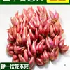Cebola Roxa, Cebola Seca de Sichuan, Cebolinha Quatro Estações, Sementes de Cebola Fogo, Arroz com Carne de Porco Braise, Plantio em Vaso, Origem, Frete Grátis