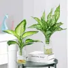 Planta Hidropónica Marian Dorada Findai Wannian Verde en Maceta Planta Verde para Hombres Perezosos Purificadora de Aire para Escritorio de Interior y Fácil de Cuidar