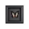 Mariposa Cola de Golondrina Roja y Verde Espécimen Real de Mariposa Pintura Decorativa Colgante Adorno de Mariposa Cola de Golondrina con Marco de Madera Maciza como Regalo para un Amigo Cercano