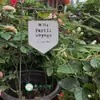 Arco de Ferro Estilo Vintage para Jardim, Inserções, Etiquetas e Placas Florais para Marcadores de Plantas, Decorações de Jardim e Enfeites para Vasos de Suculentas