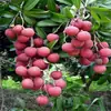 Venda Direta da Base Mudas de Lichia Autênticas para Quintal Lichia Sem Caroço Enxertada Mudas de Lichia Feizixiao Mudas de Frutas