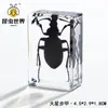 Artesanías de especímenes, insectos reales, escarabajo ciervo, escorpión, escarabajo, araña, regalos de enseñanza de ciencias biológicas, adornos de resina