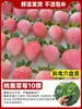 Venta directa de plántulas de fresa, semillas para maceta de fructificación todo el año, plántulas en cepellón, fresas Dandong de color crema extra grandes, Xuanyu