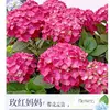 Planta de Hortensia en Maceta con Capullos de Flor, Plántulas de Flor Endless Summer, Flores para Todas las Estaciones, Balcón, Patio, Plantas Verdes de Interior en Flor