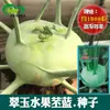 Semillas de Colinabo Frutal Huerto Jardín de Verduras Carne Crujiente y Tierna Colinabo Grueso Colinabo Verde Jade Semillas de Verdura Colinabo Venta al por Mayor