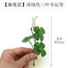 3 Piezas de Hierba del Dinero con Hojas de Moneda de Cobre, Plantas Verdes Pequeñas en Maceta para Decoración de Escritorio
