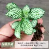 Malla Césped Musgo Micro-Paisaje Botella DIY Paisajismo Acuático y Terrestre Selva Tropical Tanque Frontal Creativo Hojas de Colores Mini Plantas Pequeñas