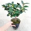 Plántulas de Camelia en Maceta, Camelia Fragante con Capullos, Resistente al Frío para Patio Interior Balcón, Planta de Floración Cuatro Estaciones Flor Directa