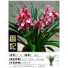 Plántulas de orquídea que florecen en todas las estaciones, flores y plantas verdes de aroma intenso, orquídea tinta, clivia, plantas Phalaenopsis en maceta, fáciles de cultivar en el balcón y la sala de estar.