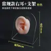 Modelo de ouvido silicone características faciais realistas material didático modelo display aparelho auditivo artificial orelha de prática limpeza de ouvido ensino adulto