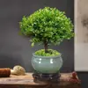 Bonsái de hoja pequeña Nan rojo de pila antigua, plántulas, plantas florales, micropaisaje, hidroponía, oficina, plantas de hoja perenne fáciles de cultivar en macetas todo el año
