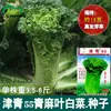 Sementes de Repolho Folha de Cânhamo Verde Jinqing 55 Campo Agrícola Horta Legumes de Quatro Estações Resistente ao Armazenamento Sementes de Repolho