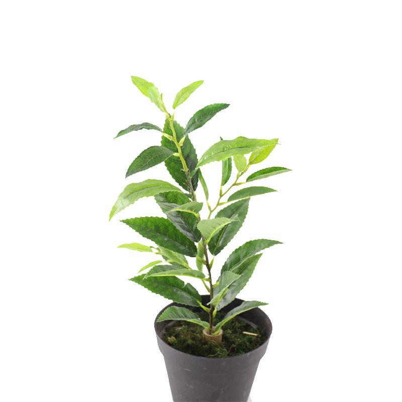 XRB-128 单枝福鼎大白茶叶 (1).jpg