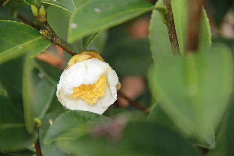 茶籽粉详情01_08.jpg
