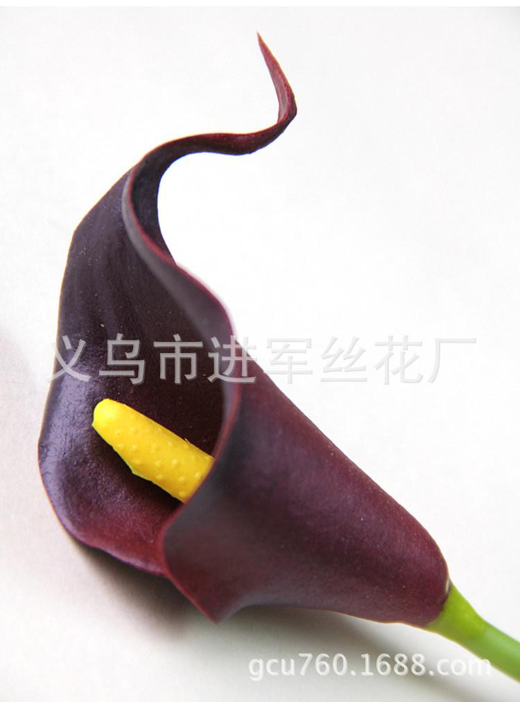 xiao5