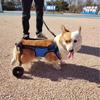 Silla de ruedas para perros con parálisis de extremidades traseras, mascota sobria, perro discapacitado, auxiliar para patas traseras, gato, peluche, soporte para perros grandes y pequeños