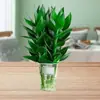 Guanyin bambu bambu sorte plantas hidropônicas com raízes flores plantas verdes rabanete interior interior vaso transferência bambu criado água e fácil de criar