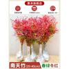 Dropshipping Flame Nandina - Plantas jóvenes en macetas antiguas para sala de estar, plantas verdes para patio interior y exterior, de pie, fáciles de mantener y resistentes al calor.