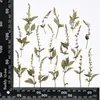 Marcador de Página de Espécime de Planta Ban Bian Lian Marcador de Página de Flor Prensada Material para DIY Ferramentas para Flores Secas Para Estudantes Espécimes de Flores Secas Feitos por Si Mesmo