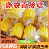 Mazorcas de maíz dulce listas para comer de Guangxi, snacks frescos para estudiantes, envasadas al vacío, sustituto de desayuno de harina de maíz sin cocción
