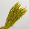 Yunnan flor seca flor eterna aveia flor seca buquê de orelha de trigo decoração casa materiais florais macios materiais florais combinando materiais