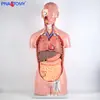 Modelo de Torso Humano Asexual de 85 cm con Espalda Abierta y 16 Órganos Internos Desmontables para Enseñanza y Entrenamiento Médico Material Didáctico
