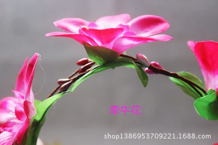 牵牛花2