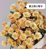 Plántulas de Margarita, Plantas Perennes, Flores Fáciles de Cultivar, Flores para Patio y Tejado Multitemporada, Flores de Corte en Maceta Resistentes al Calor, Crisantemos