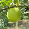Pera Crujiente de Jade de Shaanxi, envío directo 2.5 kg Crujiente No.1 fruta grande de piel verde, crujiente y jugosa, fruta fresca de temporada