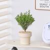 Flor de Escritorio Roja Nan de Hoja Pequeña y Planta Verde en Maceta para Interior Sala de Estar Madera Dorada Nan Tocón Viejo Planta Purificadora de Aire Bonsái