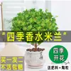 Planta de Vaso Perfume Milão com Botões de Flor, Caule Antigo, Planta de Interior Que Floresce o Ano Todo e Repele Mosquitos