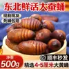 Pupas de Gusano de Seda Amarillo Grande Frescas Vivas de Especialidad del Noreste, Pupas de Ninfa de Cigarra Vivas, Pupas de Capullo de Gusano de Seda Negro de Otoño Grado A 500g