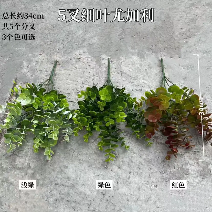 细叶尤加利4