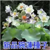 Série de Sementes de Lótus Cultivadas em Água para Cultivar Plantas Verdes, Cultivar Ninféias, Flores de Lótus, Flores em Vasos Sem Solo e Bonsais Elegantes
