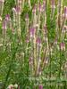 Sementes de Centáurea Perene no Atacado de Várias Regiões, Sementes de Dianthus Multicolores, Flores Medicinais, Flores de Trigo Gigantes, Sementes para Jardinagem