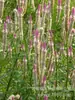 180 Variedades de Sementes de Flores Não Repetitivas, Fáceis de Cultivar em Todas as Estações, Podem Afastar Mosquitos, Adequadas para Varandas Internas e Externas, Distribuição Transfronteiriça