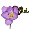 Bulbos de Alyssum Importados, Fresias en Maceta para Interiores y Exteriores, Flores Perennes de Cuatro Estaciones, Plantas con Flor Fáciles de Cultivar