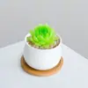 Combinación de Plantas Suculentas Pequeñas en Maceta para Interiores Suculentas Fáciles de Cuidar Plantas Verdes de Escritorio Flores con Maceta Paquete para Principiantes